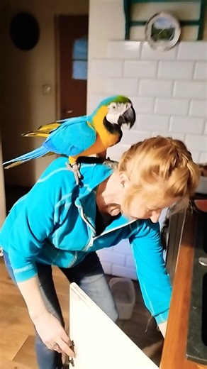 papuga ara ararauna macaw parrot Sisi