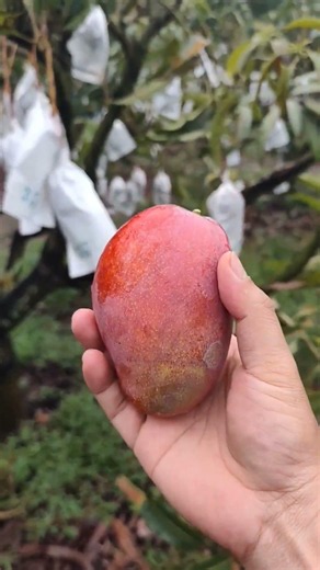 A firsthand look under the mango trees! How to sun-dry Irwin mangoes to achieve that apple-red co...