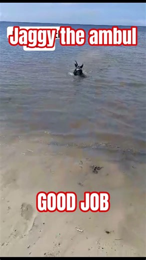 OBEDIENT DOG ON THE MOVE #pet #dog #dogshorts #dogs