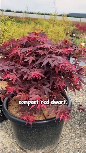 Here’s the Perfect Small Japanese Maples For Your Balcony and Patio.