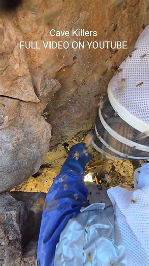 More Brood! Swarm Factory! #killerbeeguy #invasivespecies #killerbee #honeybee | Killer Bee Guy