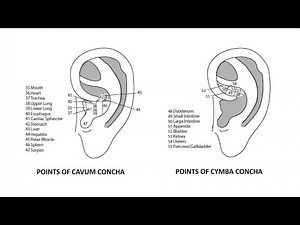 CHINESE AURICULAR ACUPUNCTURE 04: Points of Cavum Concha and Cymba Concha