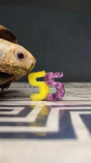 Satisfying Yellow & Purple Fruit ASMR: Tortoise Eating 🐢 Number 55 💛💜