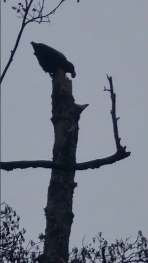 The Carrion Crow got something and flies away