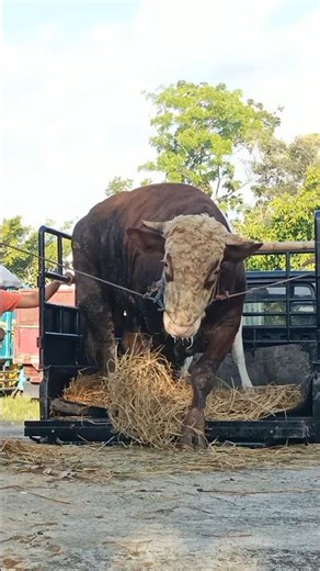 Jumbo cow gets off the car!!