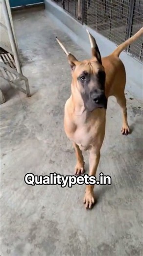Great Dane Puppies Are Avilable #Dogsforsale #puppy #kennelfarm #dogbreed #kennel #dog #pets #cute