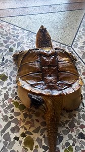 #AdorableTurtles #TurtleLove #CuteTurtles #TurtleLife #TurtleTuesday #OceanFriends #WildlifeWonder | Adorable Turtles