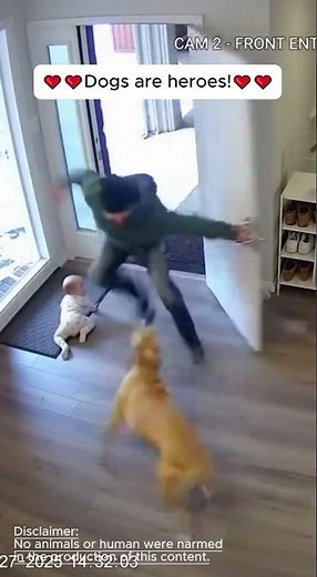 Brave Dog Saves Baby—Captured on Camera!