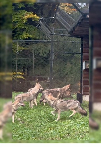 Tension Among Hungry Wolves Before Feeding