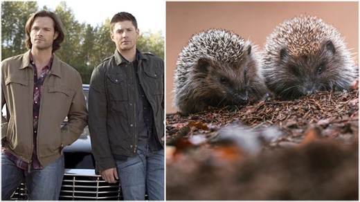 Supernatural: Sam & Dean as Hedgehogs? Philly Zoo Makes It Happen