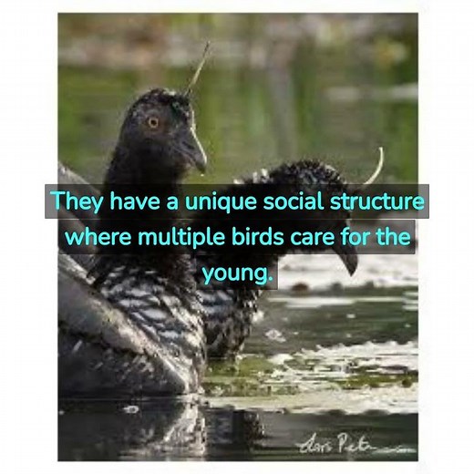 10 Facts in Under 1 Minute - Horned Screamer