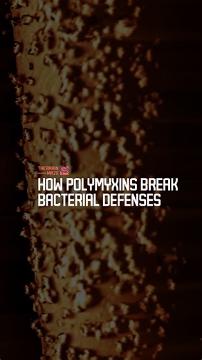 How Polymyxins Break Bacterial Defenses - What if the key to beating deadly bacteria isn’t a stronger drug, but waking the enemy first? Stunning new research from University College London uncovers how last-resort antibiotics strike at bacterial defenses. But why do some infections keep coming back? And what happens when bacteria go dormant? This discovery, published in Nature Microbiology, could change how we fight antibiotic resistance. | The Brain Maze