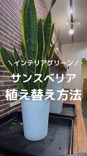 サンスベリアの植え替え方法とコツ✨