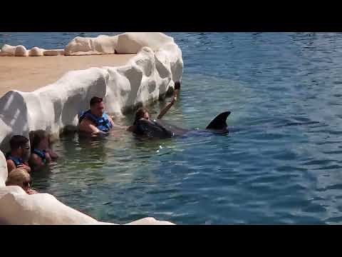 Costa Maya -Swimming with Dolphins -Mexico