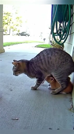 Mother Cat vs Black Weasel — Real CCTV Moment!#CatProtectsKittens#CCTVFootage#WildlifeEncounter