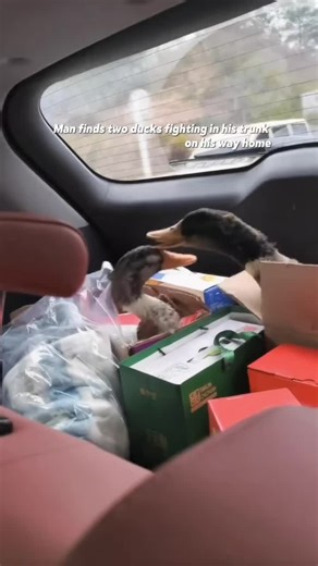 Man finds two ducks fighting in his trunk on his way home.