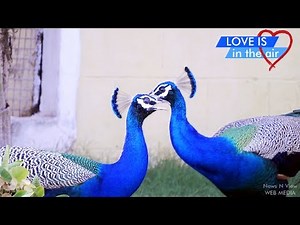 Peacock Mating Dance | Indian Peacock Mating | National Bird of India | Peacock Dancing
