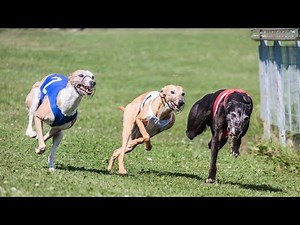 The Heartwarming Story of a Whippet Rescue Dog
