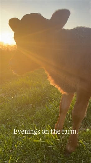 Everyone is so protective over this calf 🥺 Baby Cow Raw Milk Farm Grass Fed Homestead | The Crooks Family Farm