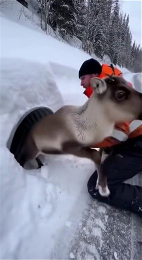 Reindeer Calf Freed — Mother Charges Across the Ice