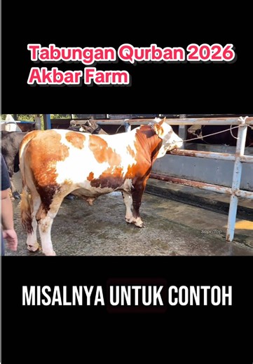 Slamet_Ris_Sapi on TikTok
