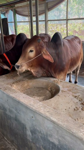 #allhamdulillah # best cattle farm ❤️❤️❤️🐂🐂