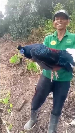 Penemuan ayam hutan langka#Burungdilindungi