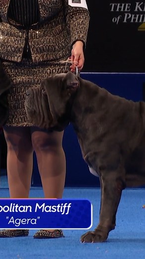 9.6M views · 126K reactions | Who’s afraid of a little drool? Not this gentle giant. Watch The National Dog Show presented by Purina on Thanksgiving Day on NBC & Peacock. | NBC | Facebook