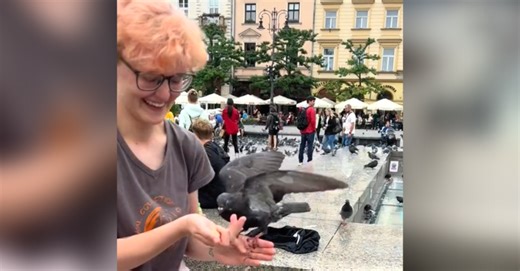 Wild Pigeon Flies To Bird Owner, Helps Them Deliver Powerful Message Of Compassion.