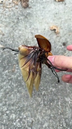 World’s Strongest Beetle: Megasoma Elephant Beetle in Slow Motion 🪲💪 #nature #beetle #wildlife