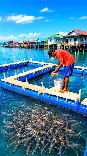 Why Do People Build Floating Fish Farms #shorts