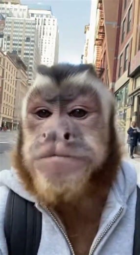 Monkey Vlogging in NYC… #entertainment #funny #wholesome #monkey #monkeys #nyc #vlog #animals
