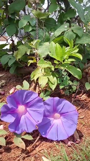 Blue Morning Glory, Ipomoea indica #Blue #glory #lpomoea #indica #flowers
