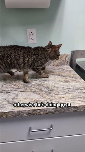 My Cat Had Surgery to Have All of His Teeth Removed 😺 2 Week Recovery Update