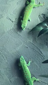 I think the audio speaks for itself. Madagascar Giant Day Gecko’s (Phelsuma grandis), doing their thing. 🦎🦎🦎 One of natures amazing and entertaining dance offs! #lizards #lizardsofinstagram #phelsuma #phelsumagrandis #giantdaygecko #gecko #geckosofinstagram #reptiles #reptilesofinstagram #zoo #reptiliazoo #zoolife #madagascargiantdaygecko | Reptilia