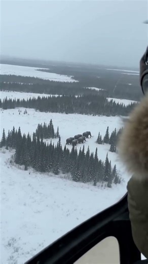 We Spotted a Mammoth Herd From a Helicopter… 🐘❄️