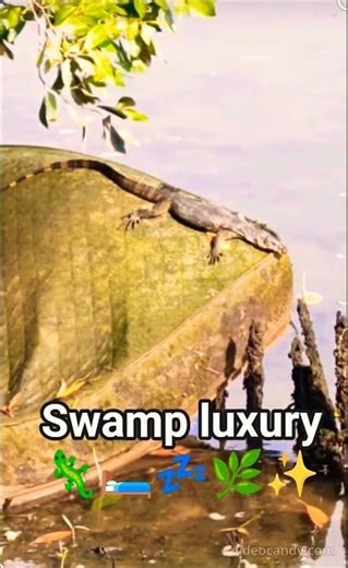 Monitor lizard claims LUXURY bed in swamp 🦎🛏️ #wildlife