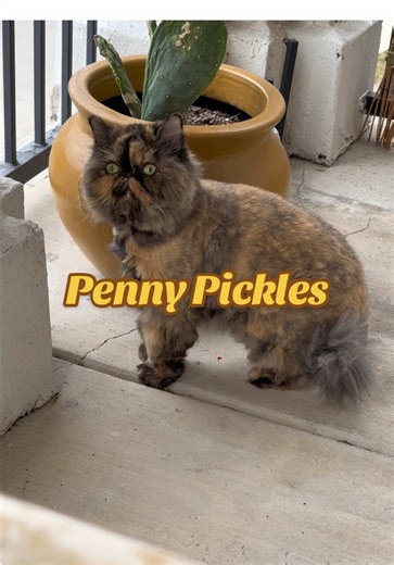 Cute funny viral Tortie Persian kitty cat #foryou #foryoupage #fyp #persiancat #fypシ