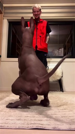 Mexican Hairless Xoloitzcuintli Student Spotlight