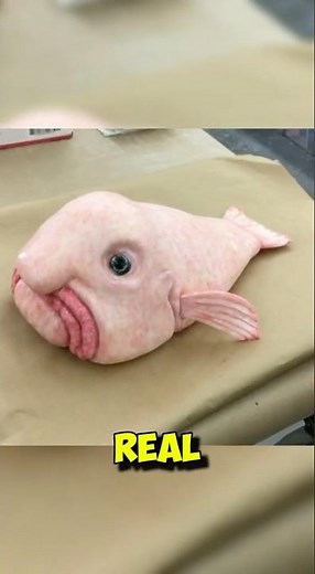 The Blobfish Isn’t What You Think 😳 The Truth Will Shock You #fish #animals #fishing