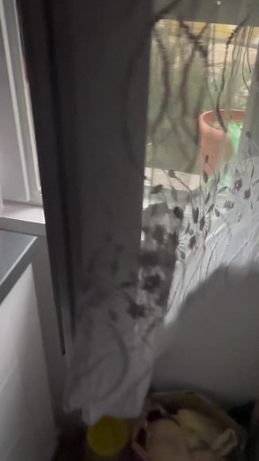 #animals #cat #love #kitty