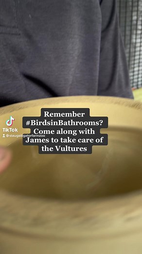 4K views · 34 reactions | Taking care of the Vultures: Day in the...