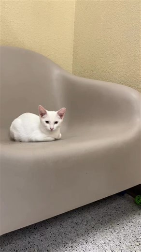 拾 Join our adorable adoptable cats and kittens at our PETCO Cat...