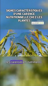 Comment reconnaitre une carence chez les plantes ?