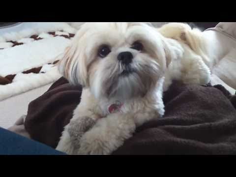Lhasa Apso - Holly with hairband