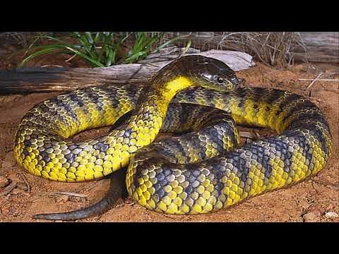 tiger snake: A Deadly Encounter