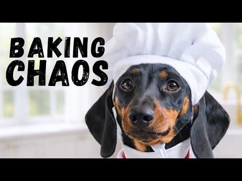 Mini Dachshund Puppy in Baking Trouble 🐾🐶🎂