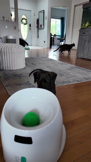 Funny Dachshund and Her Automatic Ball Launcher