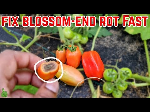 Why my Tomatoes Rotting at the Bottom ( Why and How to fix this problem fast ) #tomatoes