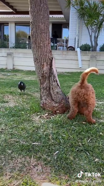Magpie mags and new Goldendoodle puppy meet for first time. Mags plays with the pink n grey galahs that come to visit just like this. #magpie #goldendoodle #goldendoodlepuppy #magsnmimi #funnypets #funnyanimals #wildlife #birdsoftiktok #interspecieslove #interspeciesfamily